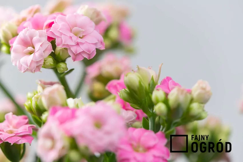 Regularne cieniowanie przez miesiąc zwiększa szansę na ponowne kwitnienie Różowe kwiaty kalanchoe