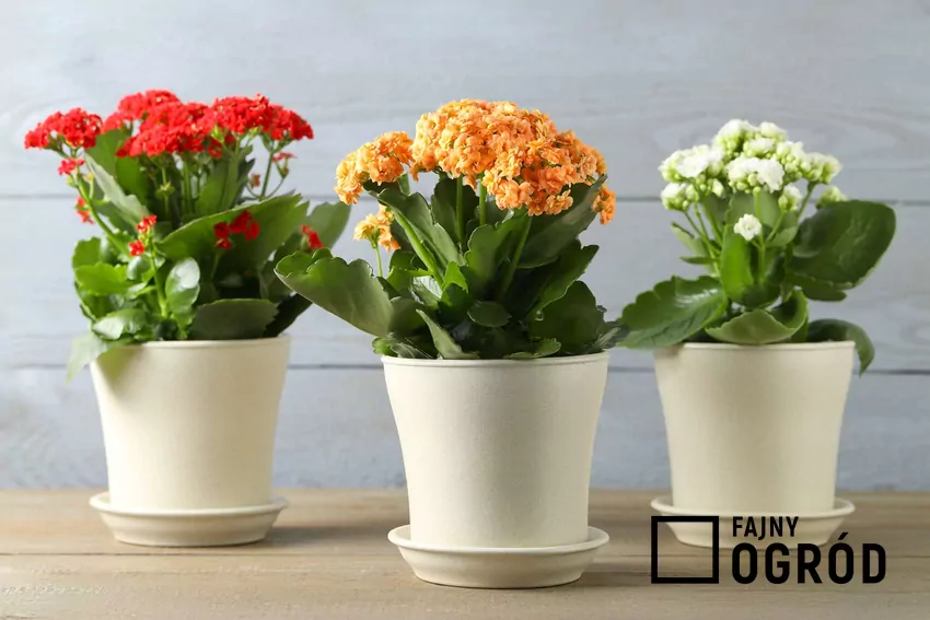 Kalanchoe potrzebuje długich nocy, aby zawiązać pąki kwiatowe Kolorowe kalanchoe w doniczkach