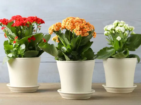 Kwitnienie kalanchoe w domu