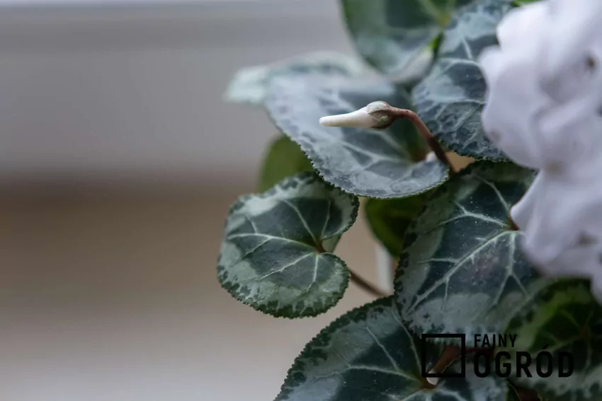 Białe kwiaty cyklamenu