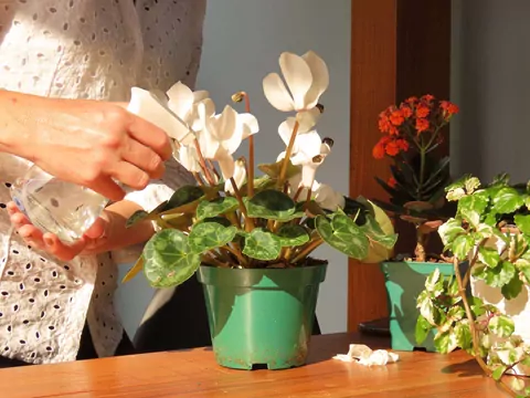 Domowe sposoby na kwitnienie cyklamenów