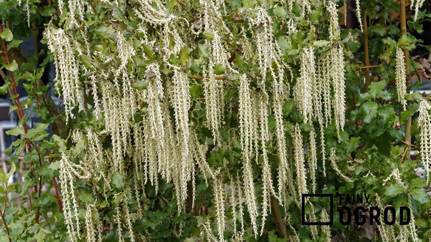 Garia jest krzewem dwupiennym i rozwija kwiaty męskie i żeńskie na oddzielnych egzemplarzach