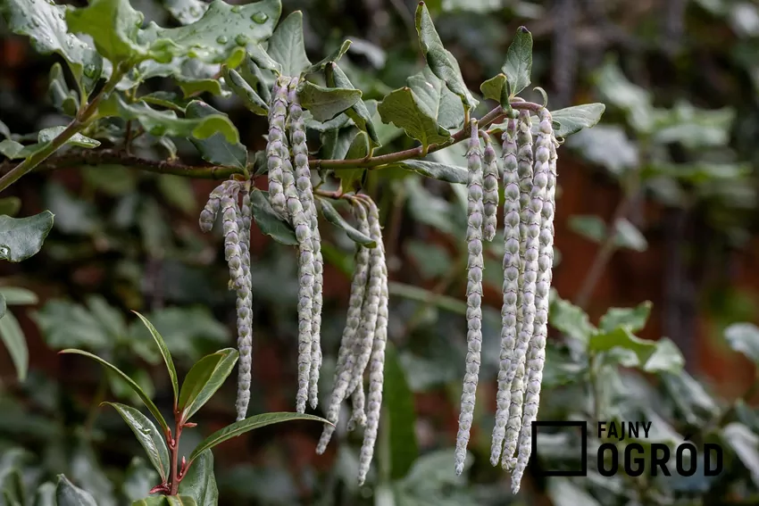 Żeńskie kwiatostany garii przypominają sople albo ogony kotów