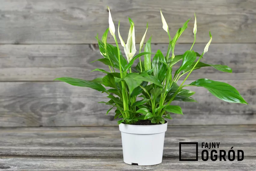 Skrzydłokwiat toleruje różne stanowiska i8 podłoża