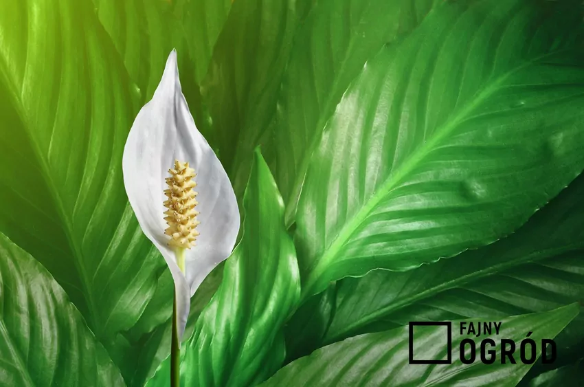 Właściwe kwiaty skrzydłokwiatu tworzą kolbę, ale główną ozdobę tworzy spatha