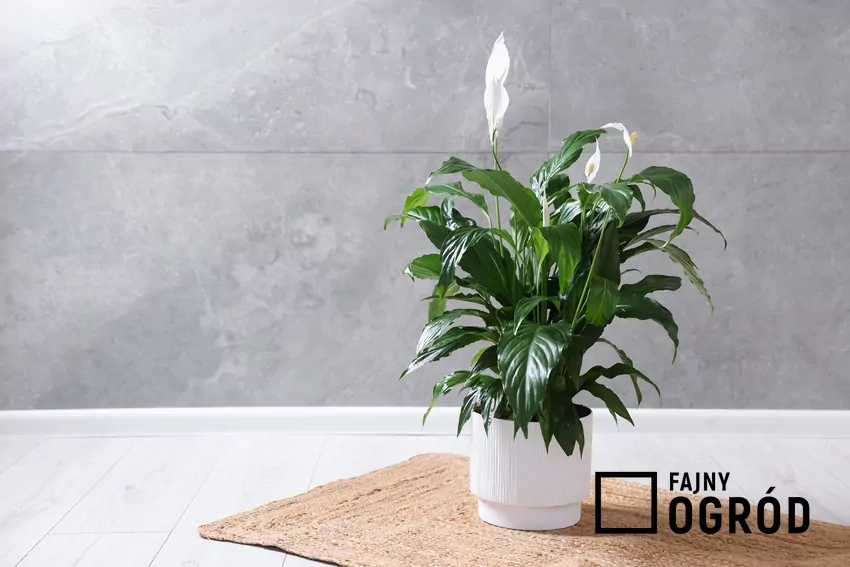 Skrzydłokwiat w doniczce