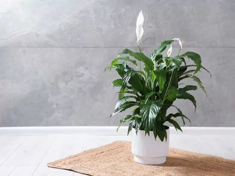 Podlewanie skrzydłokwiata soczewicą