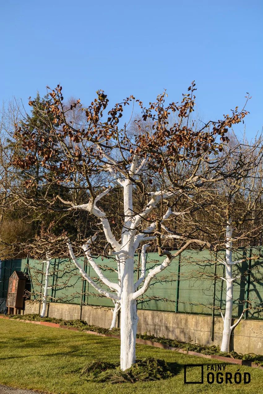 Preparat do bielenia można kupić lub przygotować we własnym zakresie