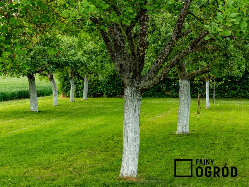 Biała warstwa wapna naniesiona na pnie drzew zabezpiecza je przed pękaniem