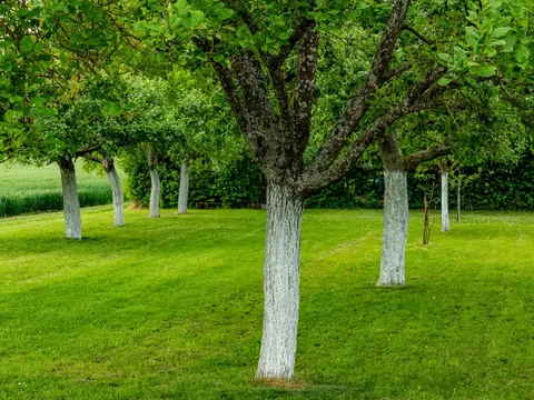 Bielenie drzew w ogrodzie