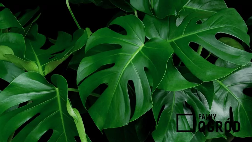 Oryginalna forma liści monstery nie jest do końca wyjaśniona