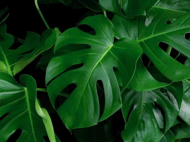 Czym nawozić monsterę?