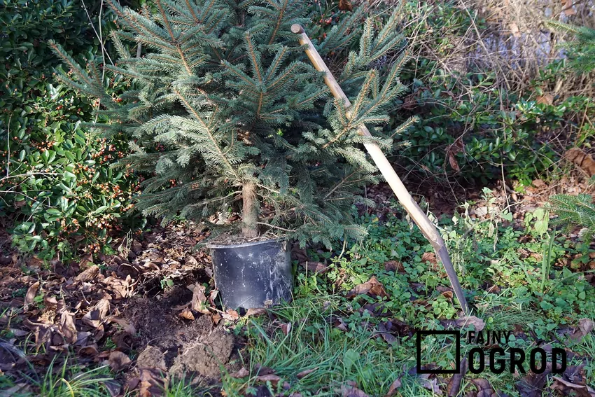 Sadzenie choinki w ogrodzie wymaga spełnienia określonych warunków