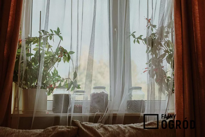 Rośliny doniczkowe na parapecie