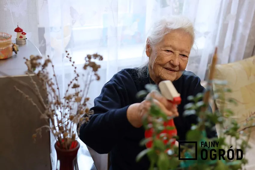 Rośliny doniczkowe podlewane przez babcię