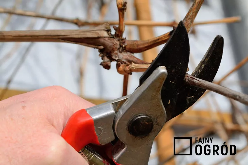 Cięcie pędów winorośli w okresie wegetacyjnym grozi silnym "krwawieniem"