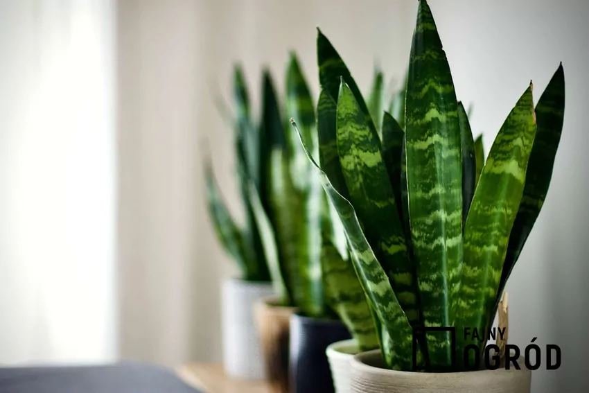 Zielone liście sansewierii w doniczce