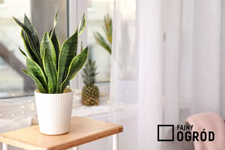 Sanseweria w doniczce