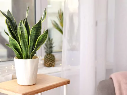 Domowa odżywka do sansewierii