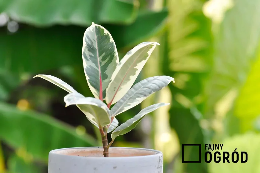 Fikus o ozdobnych liściach