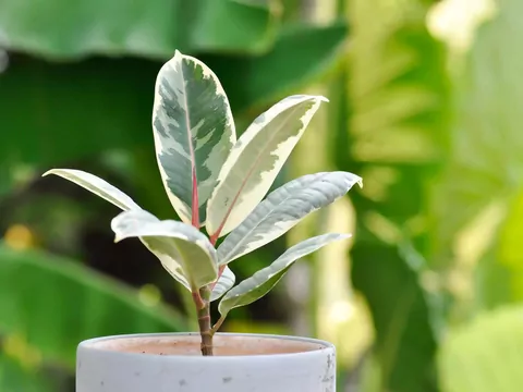 Pielęgnacja fikusów zimą