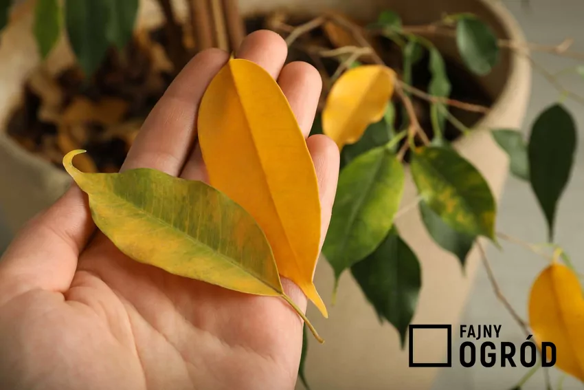 Żółknące kwiaty fikusa
