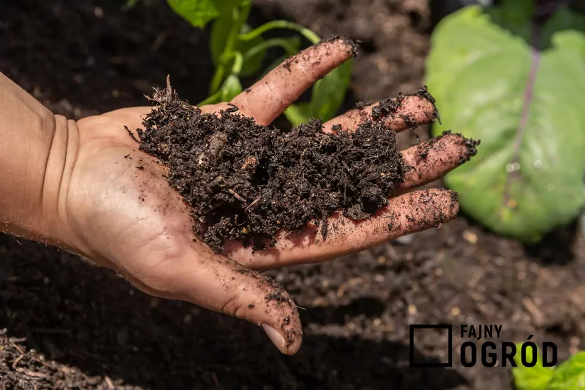 Substrat powinien mieć odpowiednią strukturę, żyzność i odczyn pH