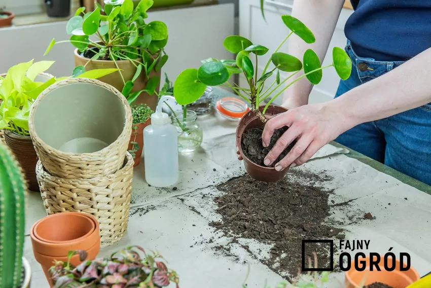 Ziemia z przesadzania roślin może być kompostowana z innymi składnikami i potem wykorzystana do przygotowania podłoża