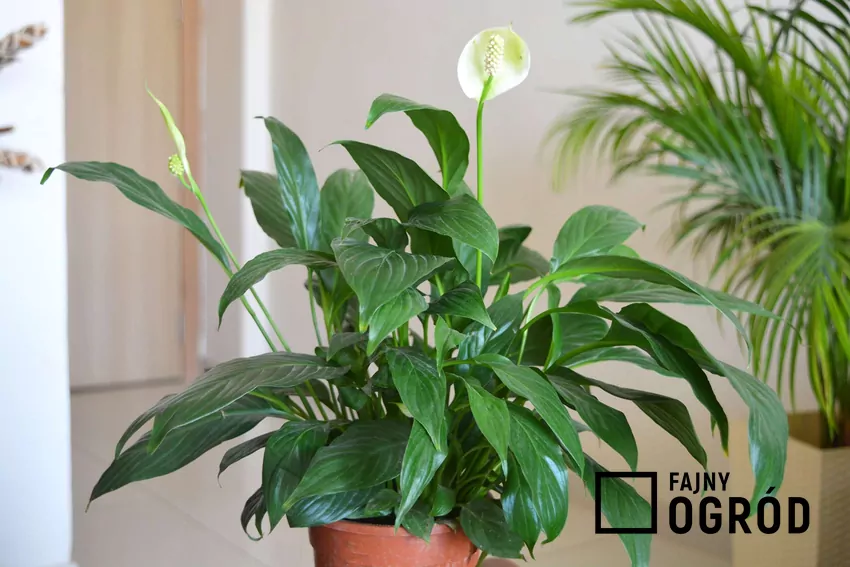 Piękny skrzydłokwiat rosnący w doniczce