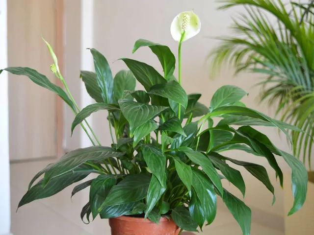 Końcówki lisci skrzydłokwiatu