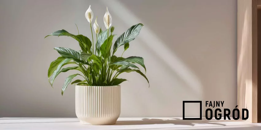 Skrzydłokwiat w doniczce