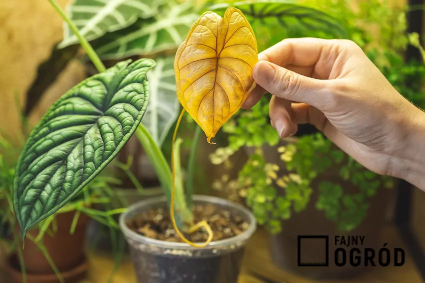 Chory liść alokazji