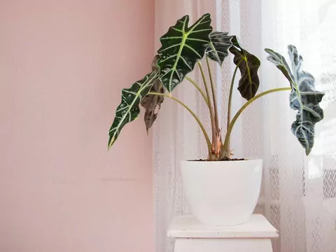 Najtrudniejsza roślina doniczkowa w uprawie