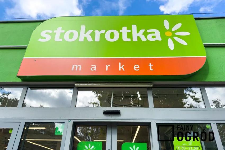 Stokrotka