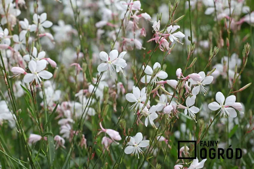 Gaura Lindheimera najlepiej kwitnie w pełnym słońcu i lekkiej, przepuszczalnej glebie Gaura Lindheimera w ogrodzie w trawniku