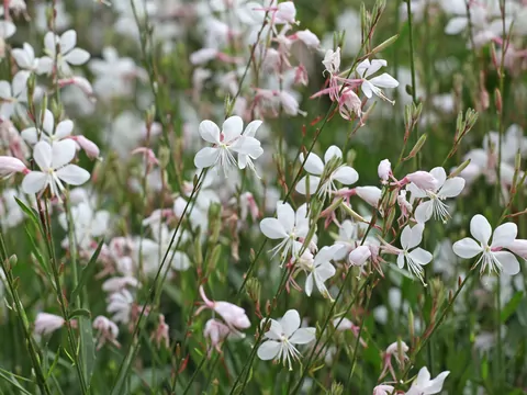 Gaura Lindheimera w ogrodzie