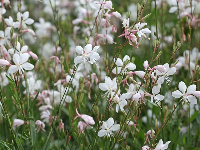 Gaura Lindheimera w ogrodzie