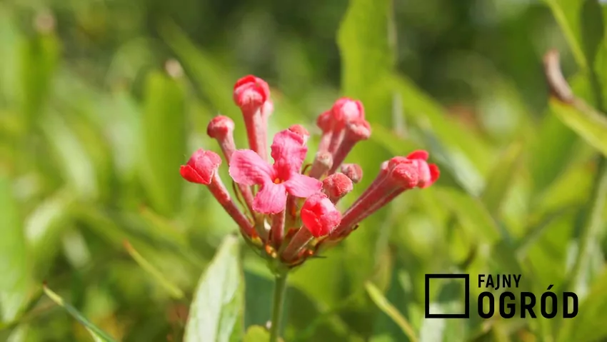 Buwaria o czerwonych kwiatach