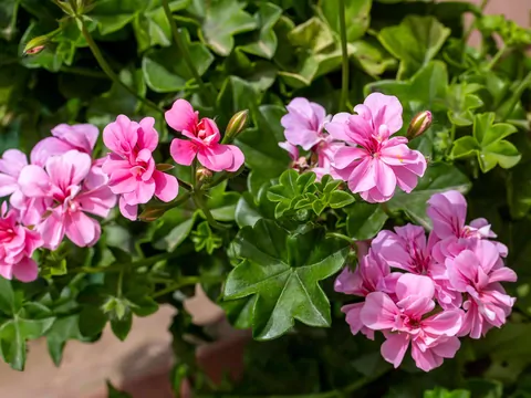 Nawożenie pelargonii piwem