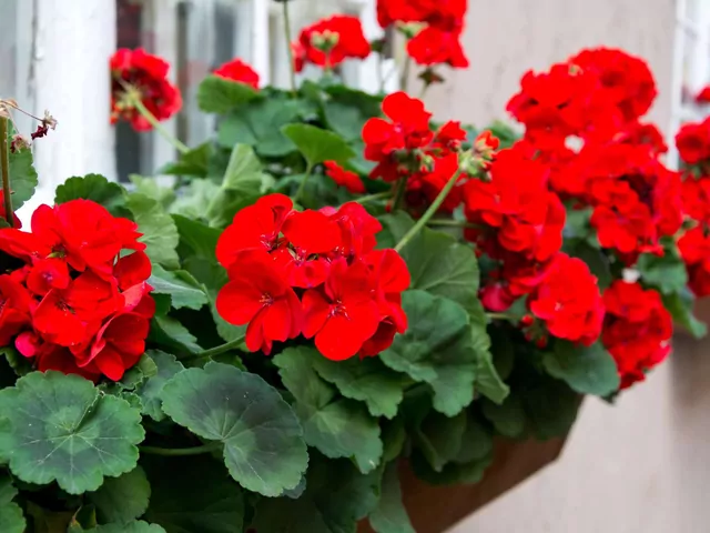 Nawożenie pelargonii piwem