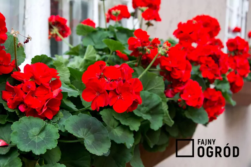 Czerwone pelargonie w doniczkach