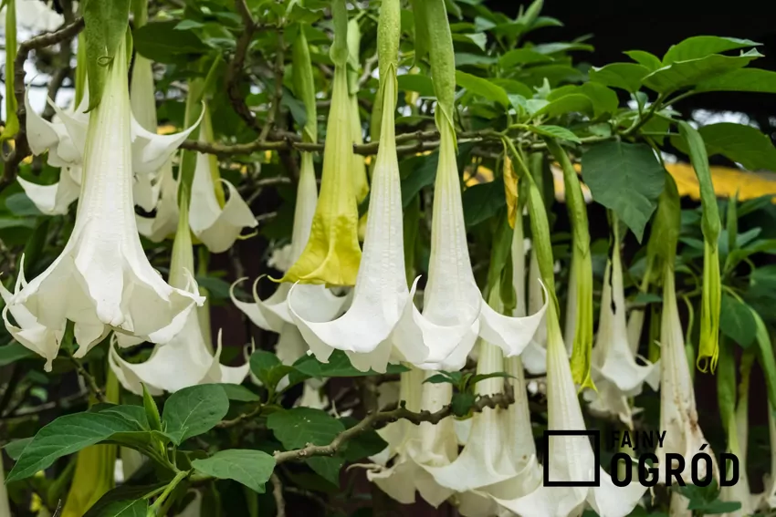Datura i brugmansja są silnie trujące, dlatego wszystkie prace pielęgnacyjne należy wykonywać w rękawiczkach Białe kwiaty datury