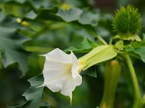Bieluń datura w ogrodzie