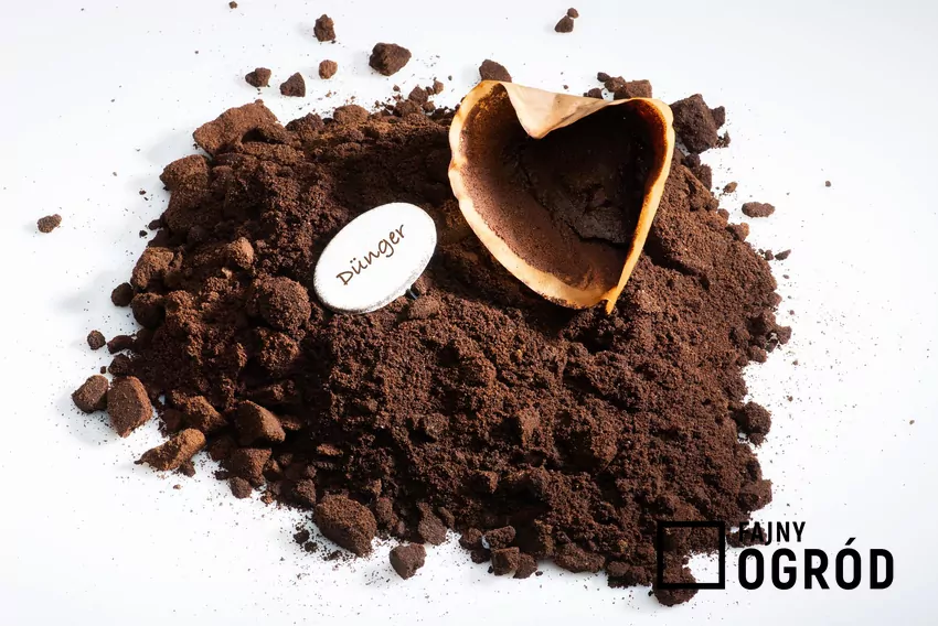 Fusy z kawy stanowią dobry dodatek do kompostu