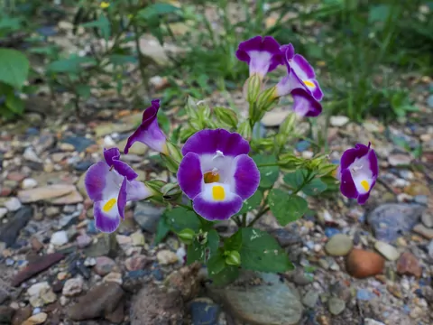 Torenia z tropikalnych lasów Azji