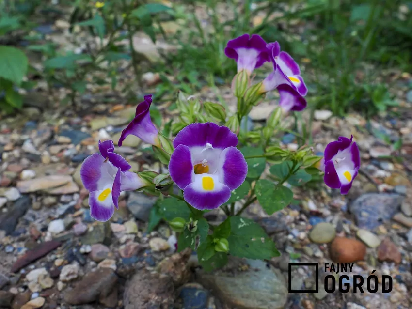 Zamiast bratków i pelargonii można posadzić bardzo dekoracyjną torenię