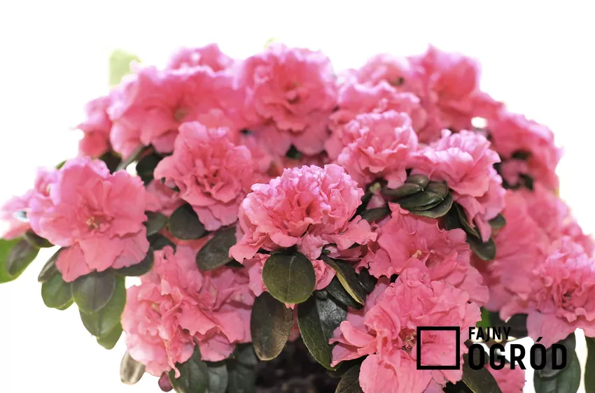 Rododendron w donicy wymaga kwaśnego podłoża i regularnego zraszania, szczególnie latem Rododendron w donicy do uprawy na balkonie