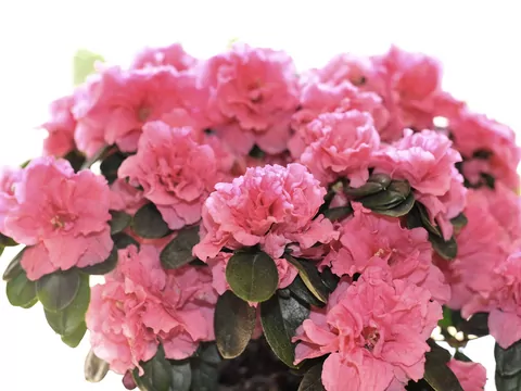 Uprawa rododendronów w donicach