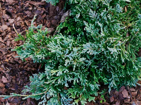 Iglaki najlepsze na balkon