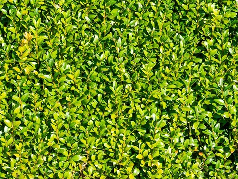 Alternatywy dla bukszpanu